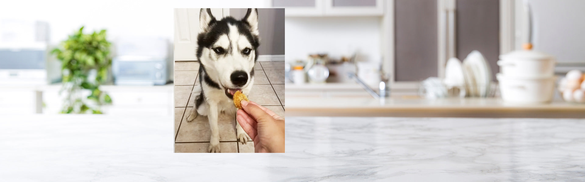 Dog Tupperware Easy Dog Treats Recipe – Tupperware Brand